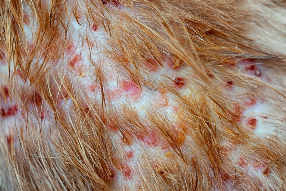 Dermatologie Galerie Bild 7